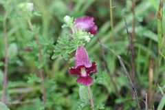 Sesamum laciniatum